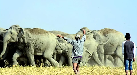 পানিদিহিং অঞ্চলে বুনো হাতির ত্ৰাস