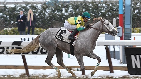 Bavaro is running today in the Tom Fool Stakes at Aqueduct.