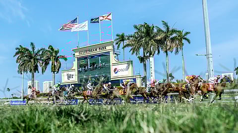 Turf racing at Gulfstream Park.