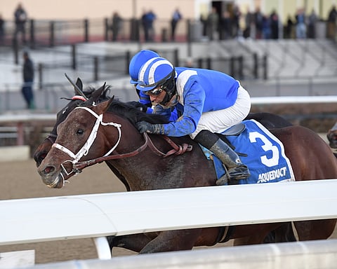 Haikal, seen here running in the Jimmy Winkfield Stakes in February, races today in the Gulfstream Park Mile.