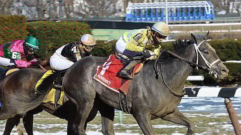 Sunny Ridge winning the 2017 Stymie at Aqueduct