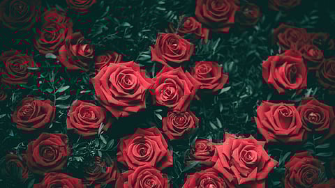 Pick the winner of Friday’s Kentucky Oaks and Saturday’s Run for the Roses and you may win $100.