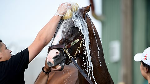 War of Will is washed after exercising in preparation of the Preakness Stakes, Thursday, May 16, 2019, at Pimlico Race Course in Baltimore. The horse race is scheduled to take place Saturday, May 18. (AP Photo/Will Newton)
