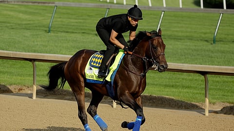 Game Winner warming up for the Kentucky Derby at Churchill Downs. Will he be a game winner or lose to his Improbable stablemate?