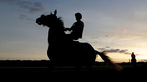 Horses arrive at sunrise for work outs at Belmont Park on June 7 (Seth Wenig)