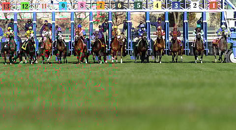 Looking at only races on the turf today