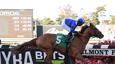 Garrity likes Mubarmaj today at Aqueduct.