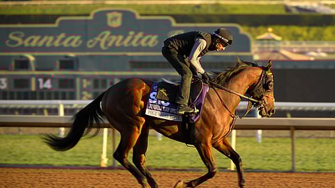 Were the many horse deaths last year at Santa Anita Park, doping related?