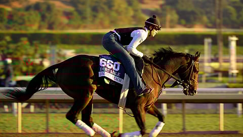 Chris Garrity's Dirt Mile pick, Omaha Beach, looks all business during his Thursday workout at Santa Anita. (AP Photo/Mark J. Terrill)