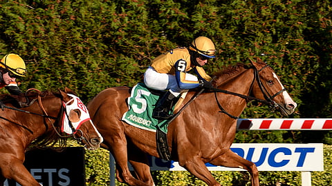 Curlins Honor, winning the Artie Schiller at Aqueduct, races today at Gulfstream.
