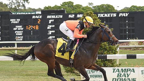 Imperial Hint running at Tampa Bay Downs