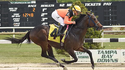 Racing at Tampa Bay Downs.