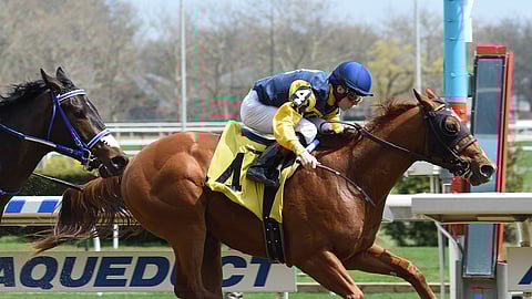 Maven, winning last year as a 2-year-old, races today at Saratoga in the Mahony Stakes.