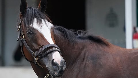 Kentucky Derby entry Tiz the Law gets a bath following a workout at Churchill Downs, Wednesday, Sept. 2, 2020, in Louisville, Ky. The 146th running of the Kentucky Derby is scheduled for Saturday, Sept. 5. (AP Photo/Darron Cummings)