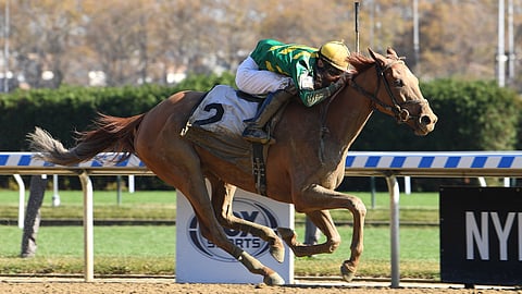 Royal Flag, winning the Turnback the Alarm Stakes, Nov. 7, 2020, at Aqueduct.