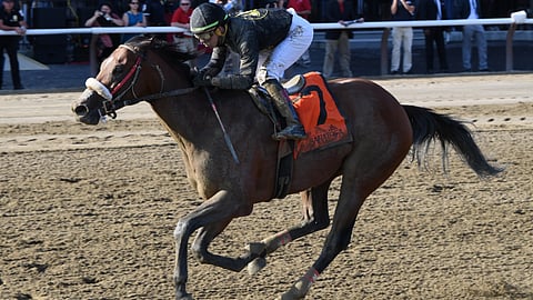 Bon Raison won the Tale of the Cat in 2019 and runs in it again today.