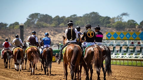 The horses approach the starting gate at Del Mar.