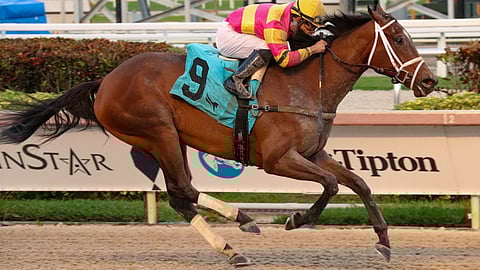 Racing at Gulfstream Park.