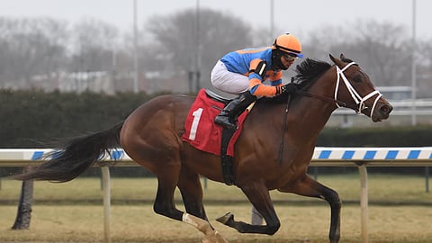 Jerry the Nipper is back at Aqueduct and Garrity likes him.