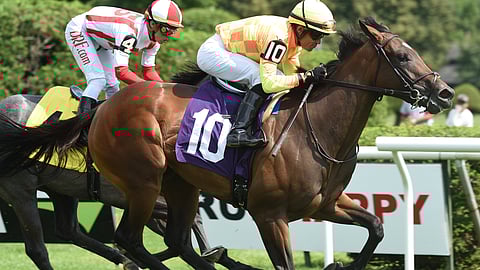 Breeders Cup winner Pizza Bianca, seen here running last summer at Saratoga, runs today at Pimlico. Garrity is betting against her.