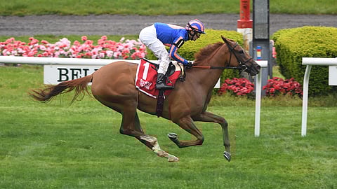 Rougir, running away from the field in the Beaugay, races today in the New York Stakes.