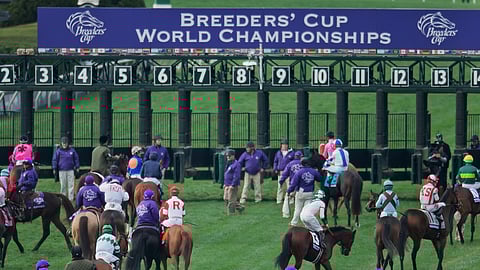 Getting ready for the start at the Breeders' Cup.