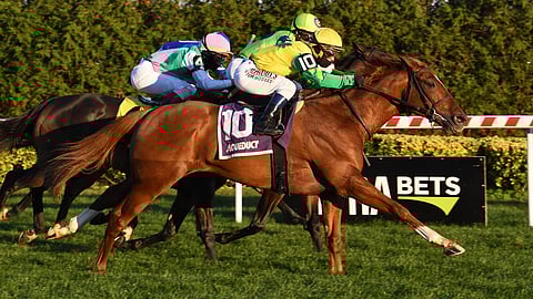 Coming to the wire in the 2020 Artie Schiller Stakes, in racing at Aqueduct. Therapist wins.