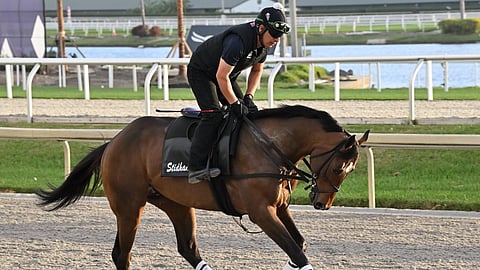 Proxy, God's Tipster's pick, prepares for the Pegasus World Cup.
