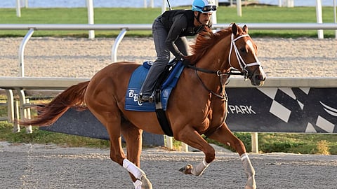 Cyberknife, working out in preparation for the Pegasus World Cup.