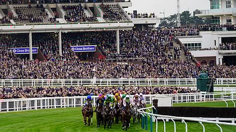 The betting odds are up for this year's Cheltenham Races, beginning March 14.