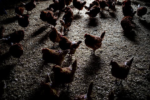 PIC gives R74m lifeline to state-owned poultry producer after reports of starving chickens