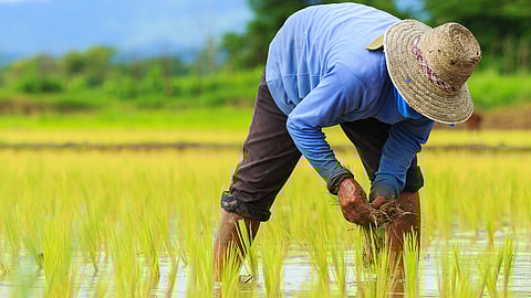Myth vs fact: The reality of black farmers in South Africa