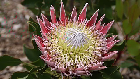 SA unity: A nationalist perspective against Cape secession - Marius Roodt