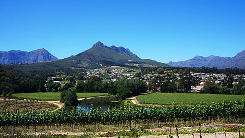 From vine to victory: Uncorking SA's Wine Tourism potential for explosive industry growth