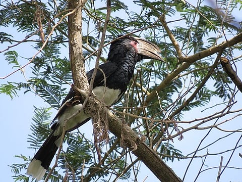 Cathy Buckle: Trumpeter Hornbills and Zimbabwe's economic chill - When honesty doesn't pay