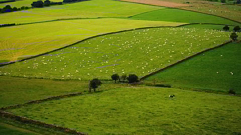 FMF: Repeal Expropriation Act, pursue real land reform