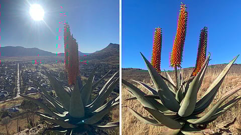 Kim van Kets: The science of self-worth and its role in shaping South Africa's future