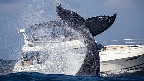 What's behind the mysterious surge in Orca attacks on boats?