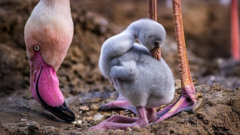 Wild, weird and wonderful: Bizarre facts about the animal kingdom
