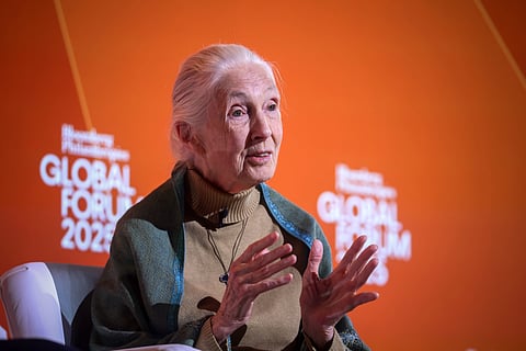 Saving chimps after Jane Goodall: The fight continues - Lara Williams