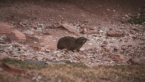 Ancient dassie’s 126,000-year-old “butt-drag” fossil found in SA — a world first