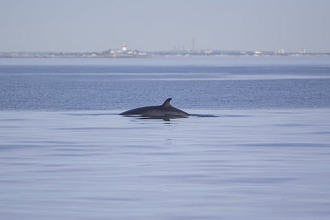 Fewer southern right whale calves reveal a troubled ocean