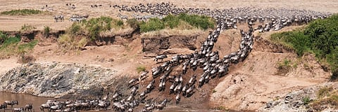 The great wildebeest migration underpins the entire ecosystem.