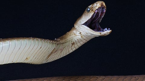 The Economist: Scientists may have found a panacea for Black Mamba and other snake bites