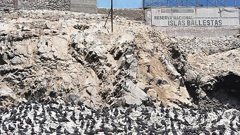 The Guano wars: When bird droppings fuelled global conflict