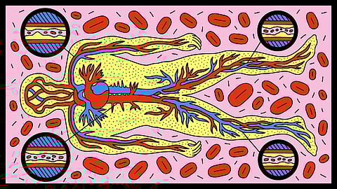 The Economist - There’s more to cholesterol than simply “good” or “bad”