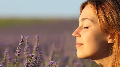 New ‘smell maps’ reveal how flies and humans decode odours