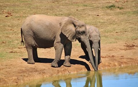 Statutory body, not a political watchdog — NSPCA's interference in cabinet picks is out of order