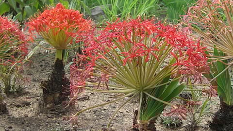 Boophone disticha. Ton Rulkens from Mozambique, CC BY-SA 2.0,