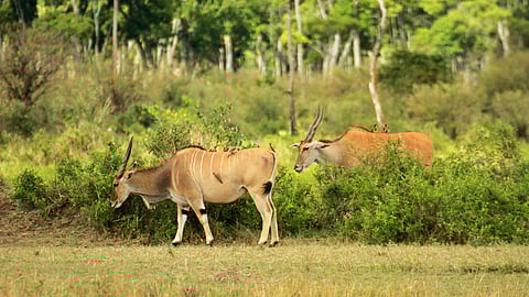 How hunting actually saved South Africa’s wildlife: Ivo Vegter